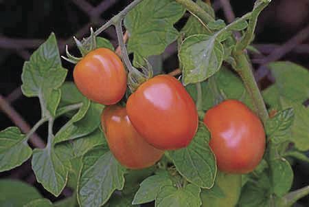 Tomatoes